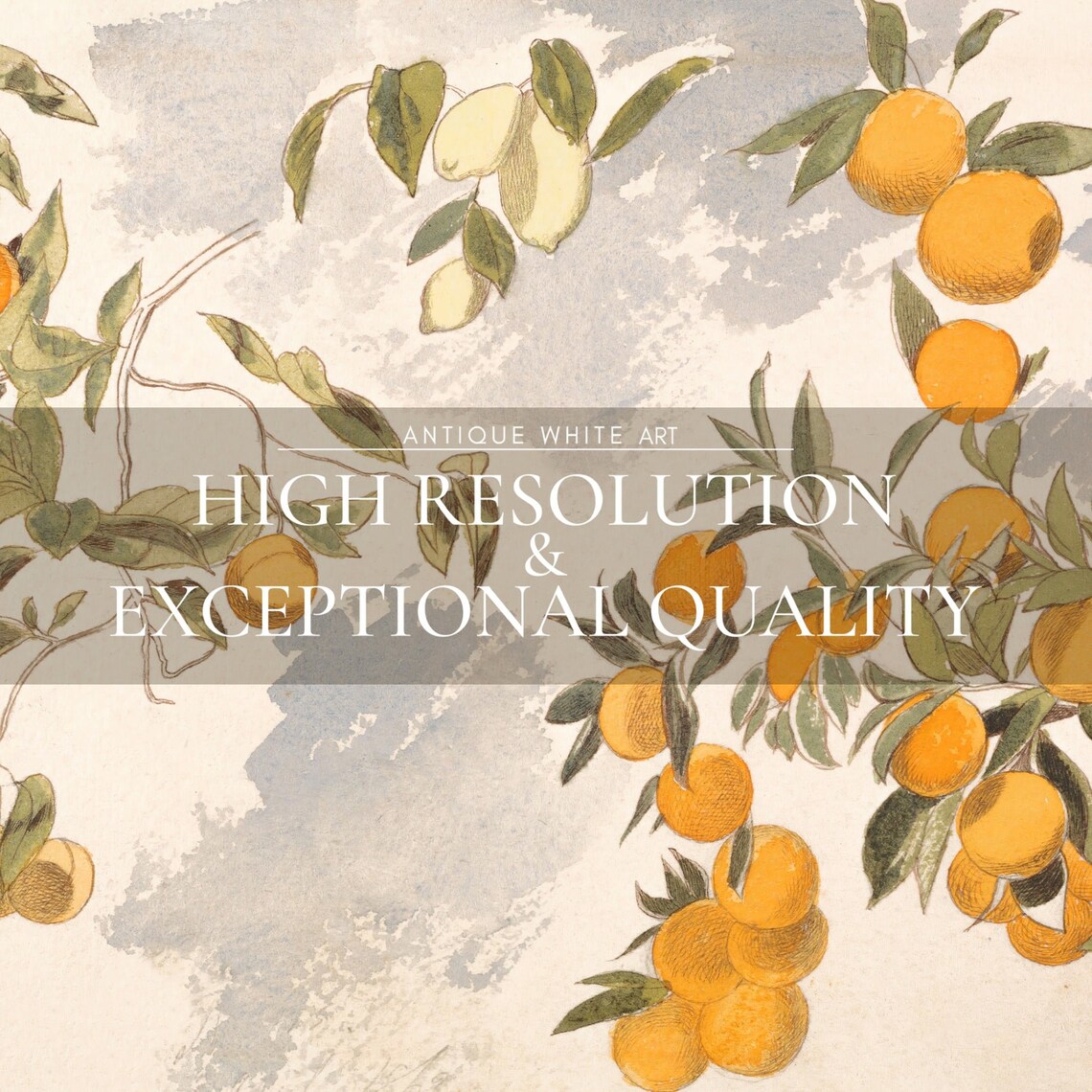 Orange Lemon Tree Vintage Botanical Art Print - Image 4