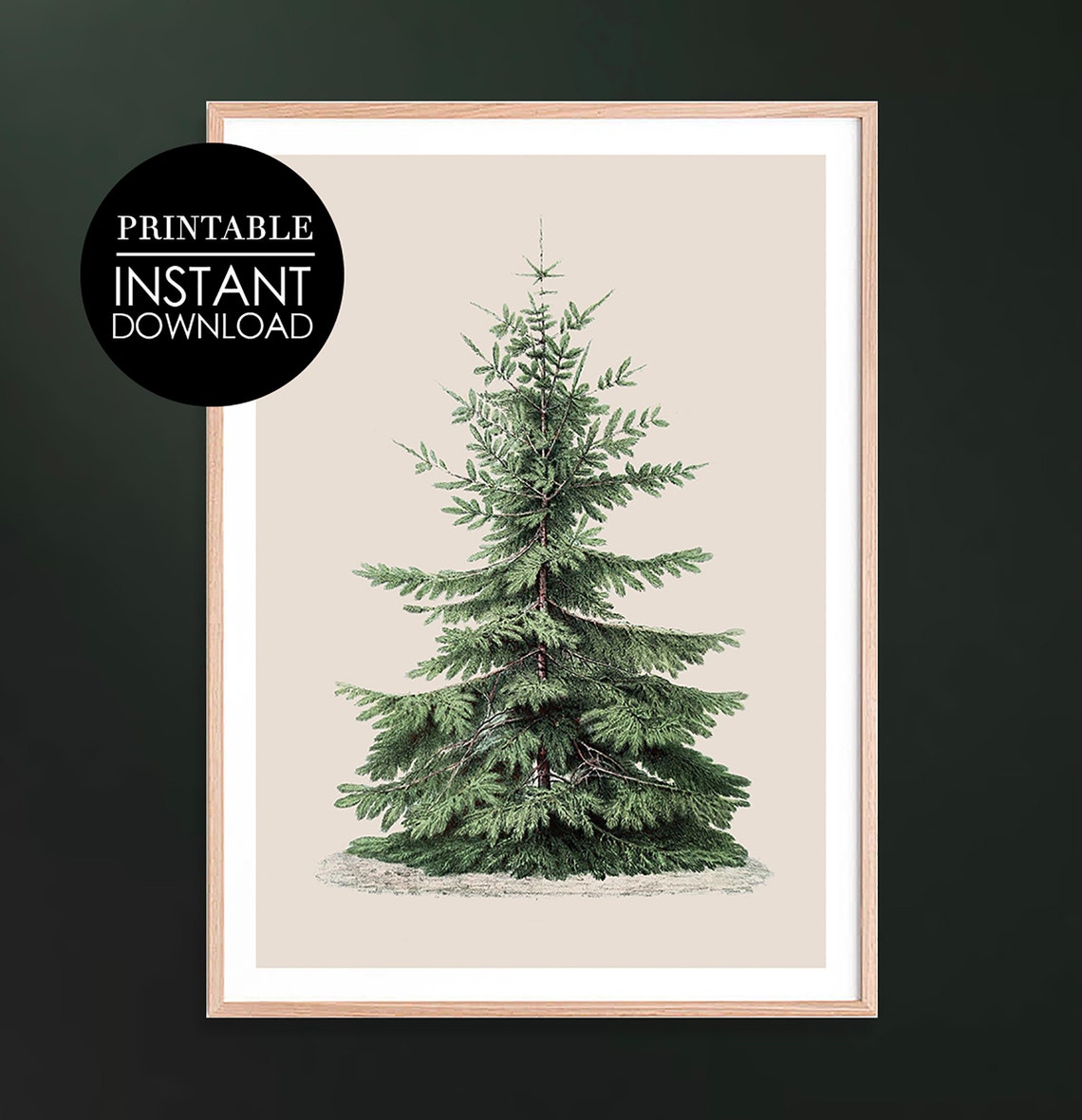 Pine Tree Vintage Botanical Illustration Neutral Classic Art Print