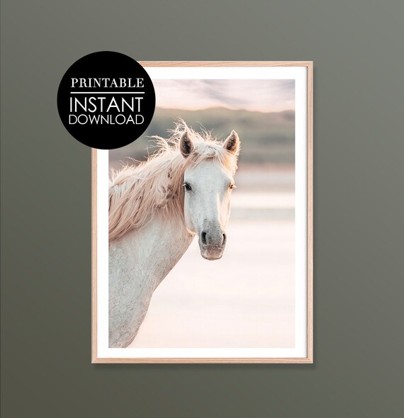 White Horse Portrait Golden Light Coastal Photo Equestrian Art Poster
