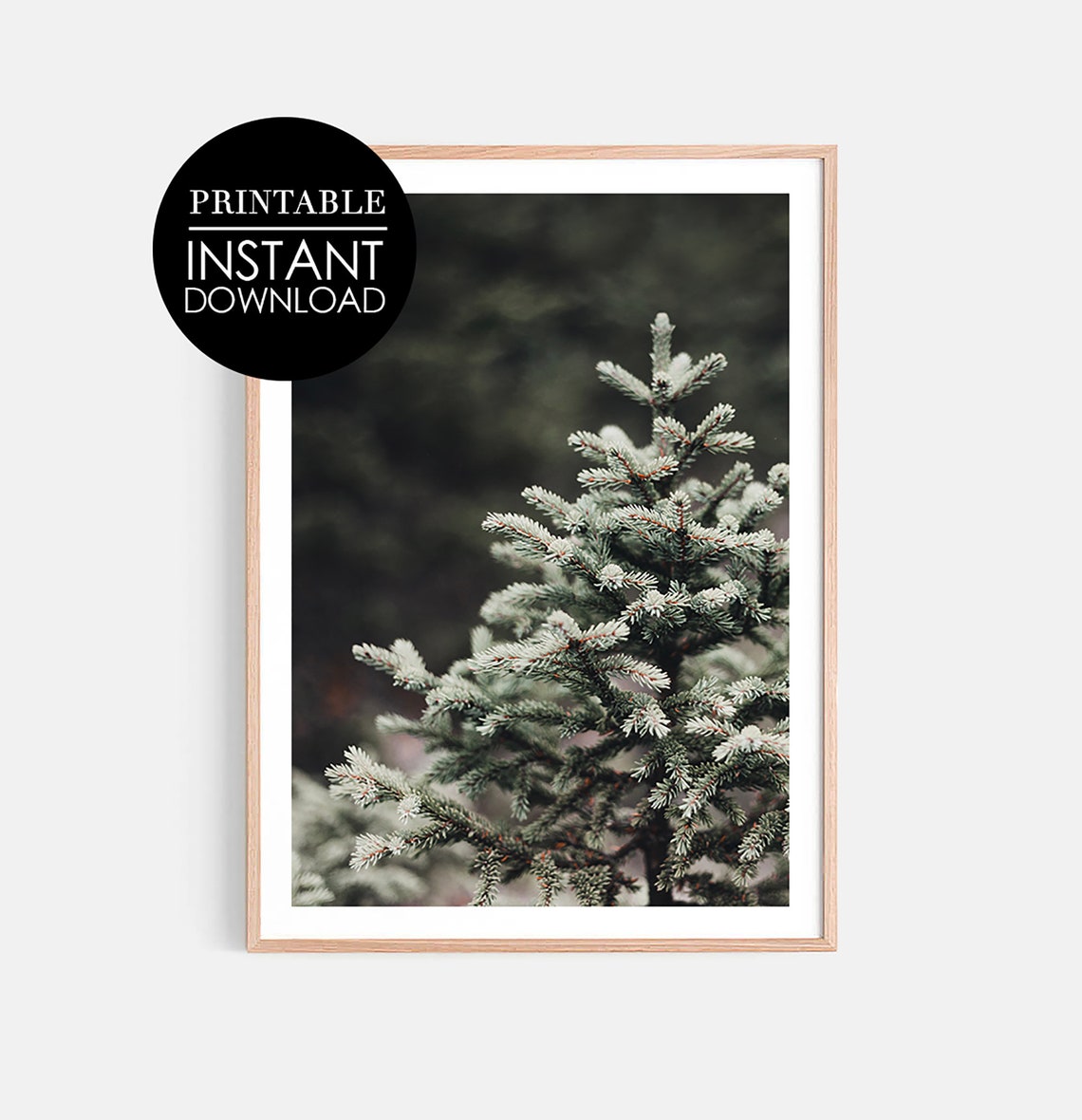 Snow Covered Evergreen Branches Winter Nature Photography Poster