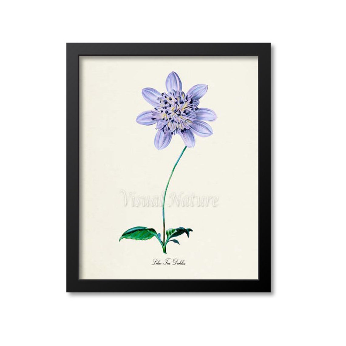 Lilac Tree Dahlia Vintage Botanical Flower Illustration Wall Poster