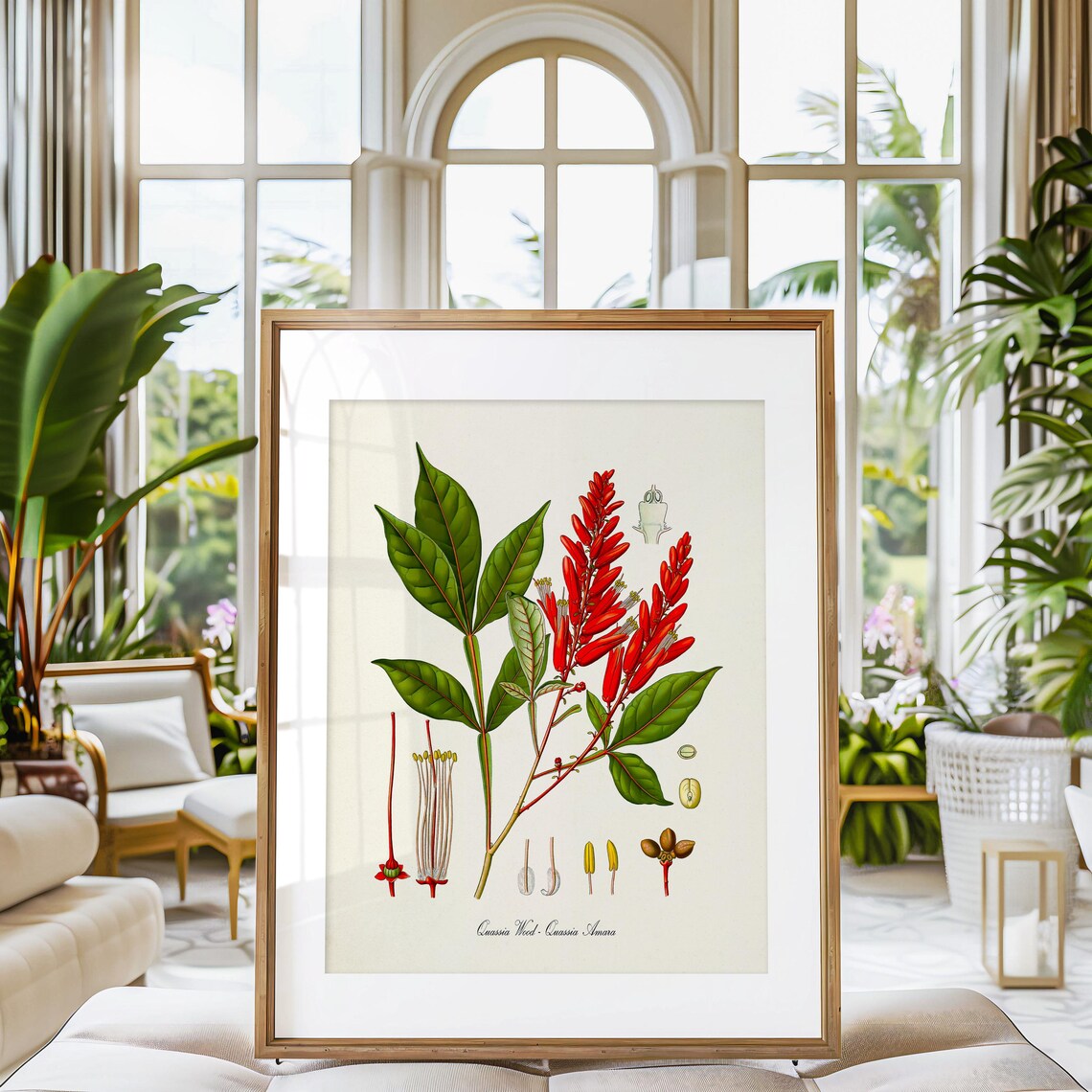Quassia Wood Botanical Art Print, Kitchen Decor - Image 3