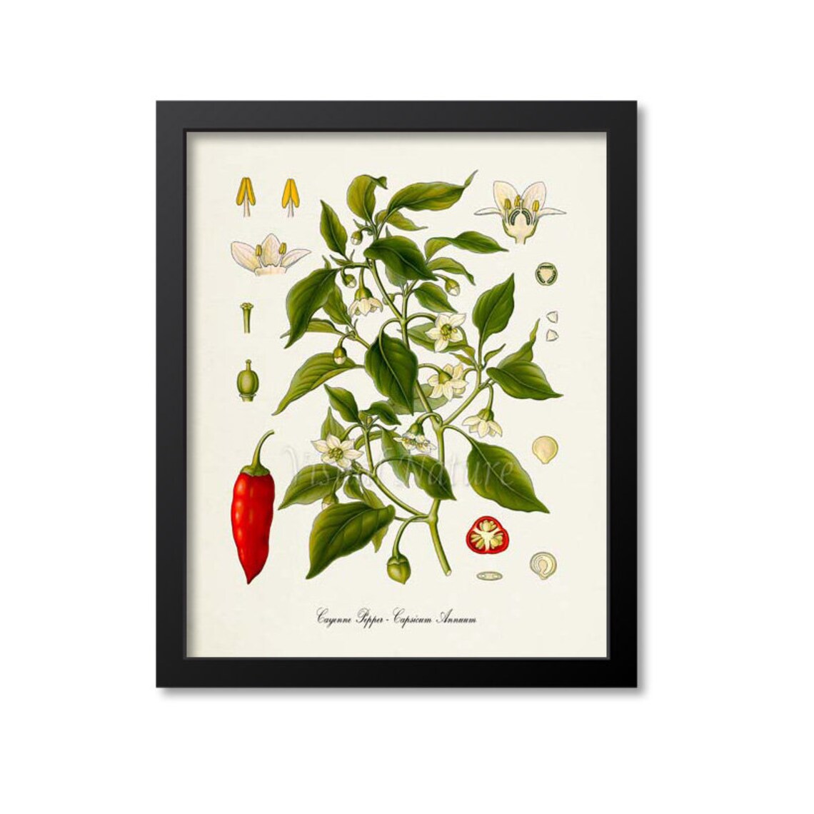 Cayenne Pepper Botanical Art Print, Capsicum Annuum