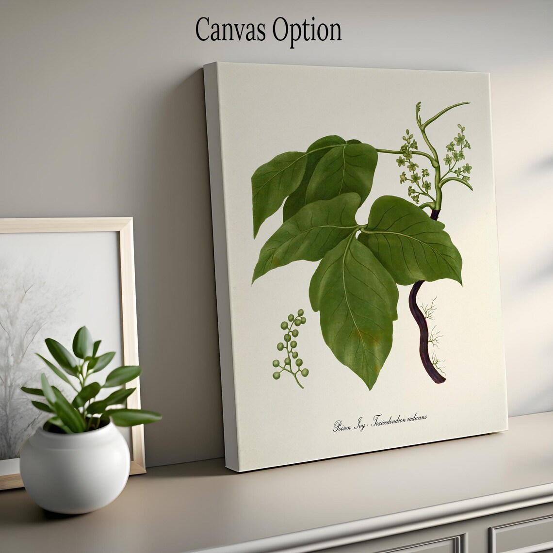 Poison Ivy Botanical Art Print, Toxicodendron Radicans - Image 2