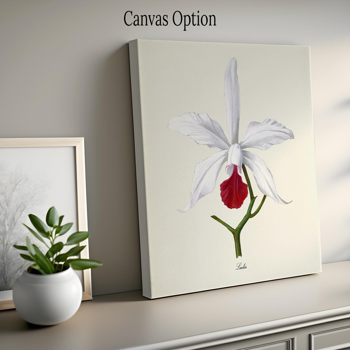 White Laelia Orchid Crimson Center Elegant Vintage Flower Poster - Image 2
