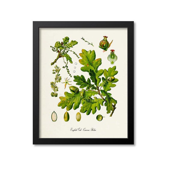 English Oak Botanical Art Print, Quercus Robur