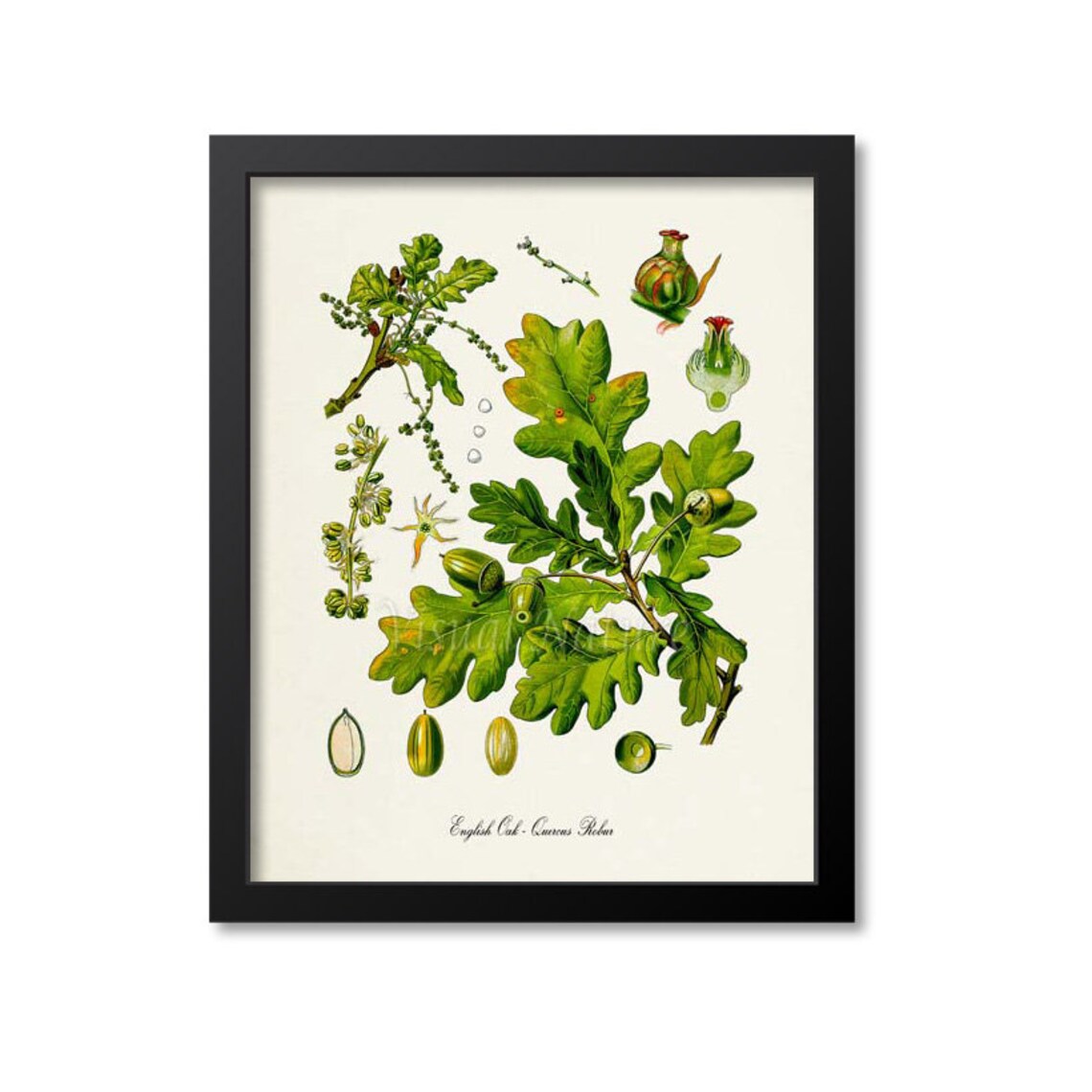 English Oak Botanical Art Print, Quercus Robur