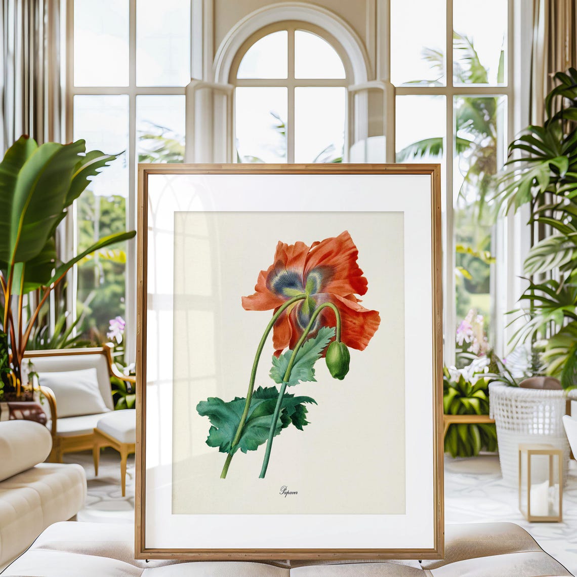 Oriental Red Poppy Bloom Vintage Papaver Botanical Study Poster - Image 3