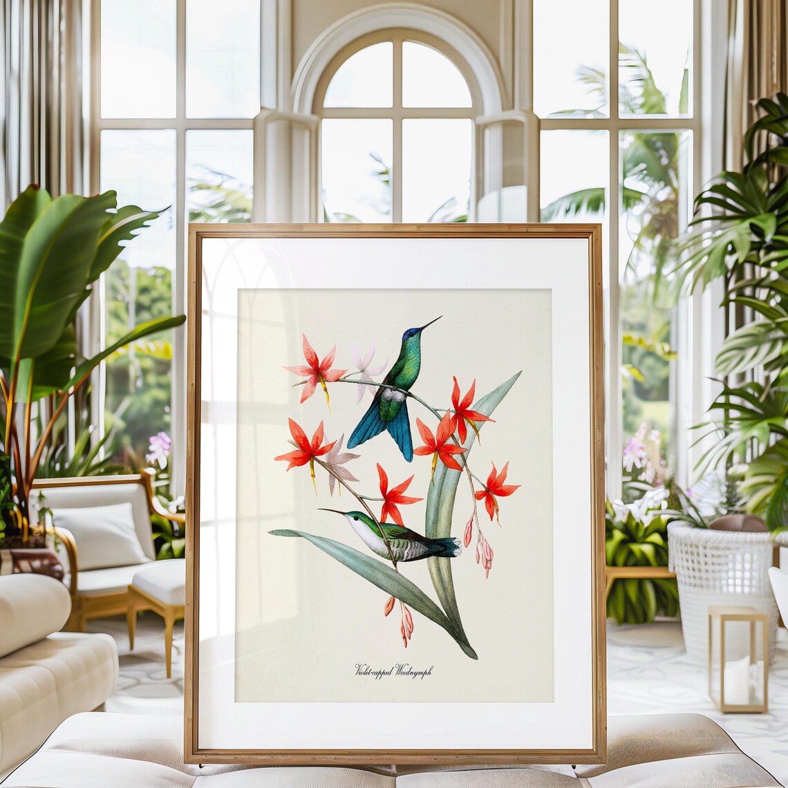 Violet Capped Woodnymph Hummingbird Art Print - Image 3