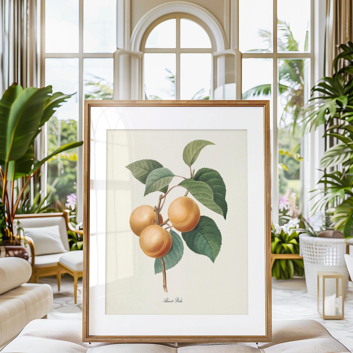 Apricot Botanical Art Print, Redoute-Inspired Fruit - Image 3