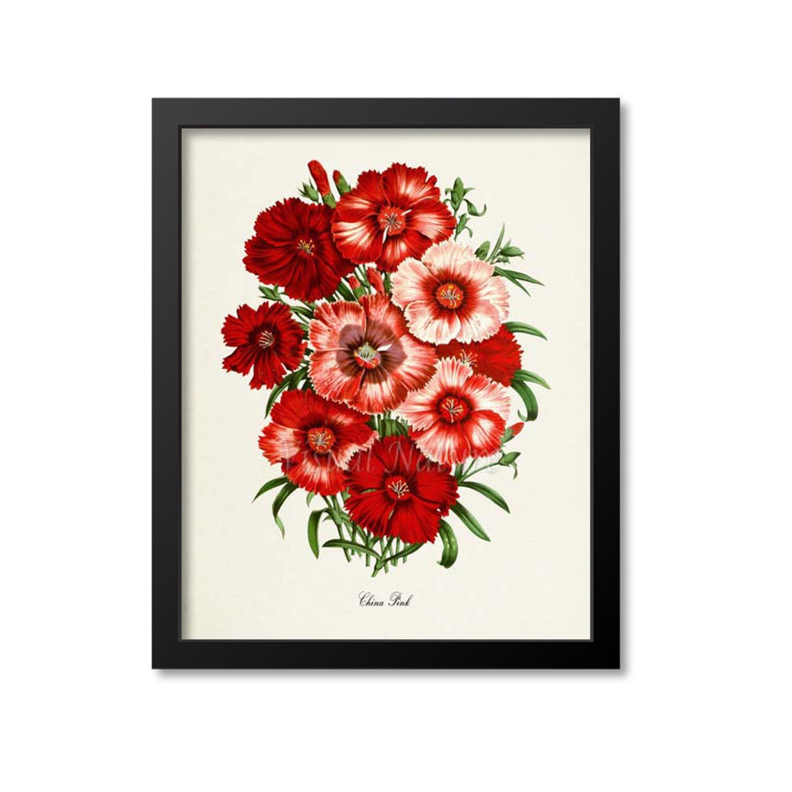 China Pink Scarlet Blossom Vintage Botanical Flower Wall Poster