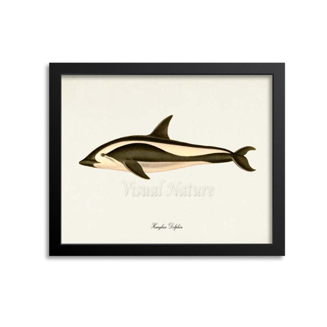 Hourglass Dolphin Art Print, Ocean Wildlife Poster