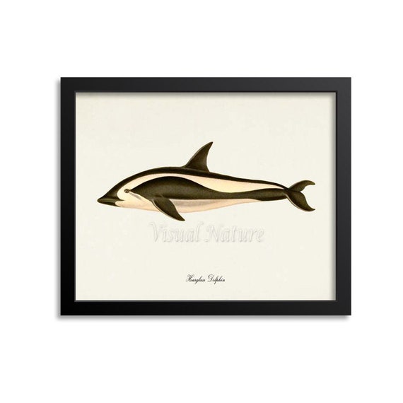 Hourglass Dolphin Art Print, Ocean Wildlife Poster
