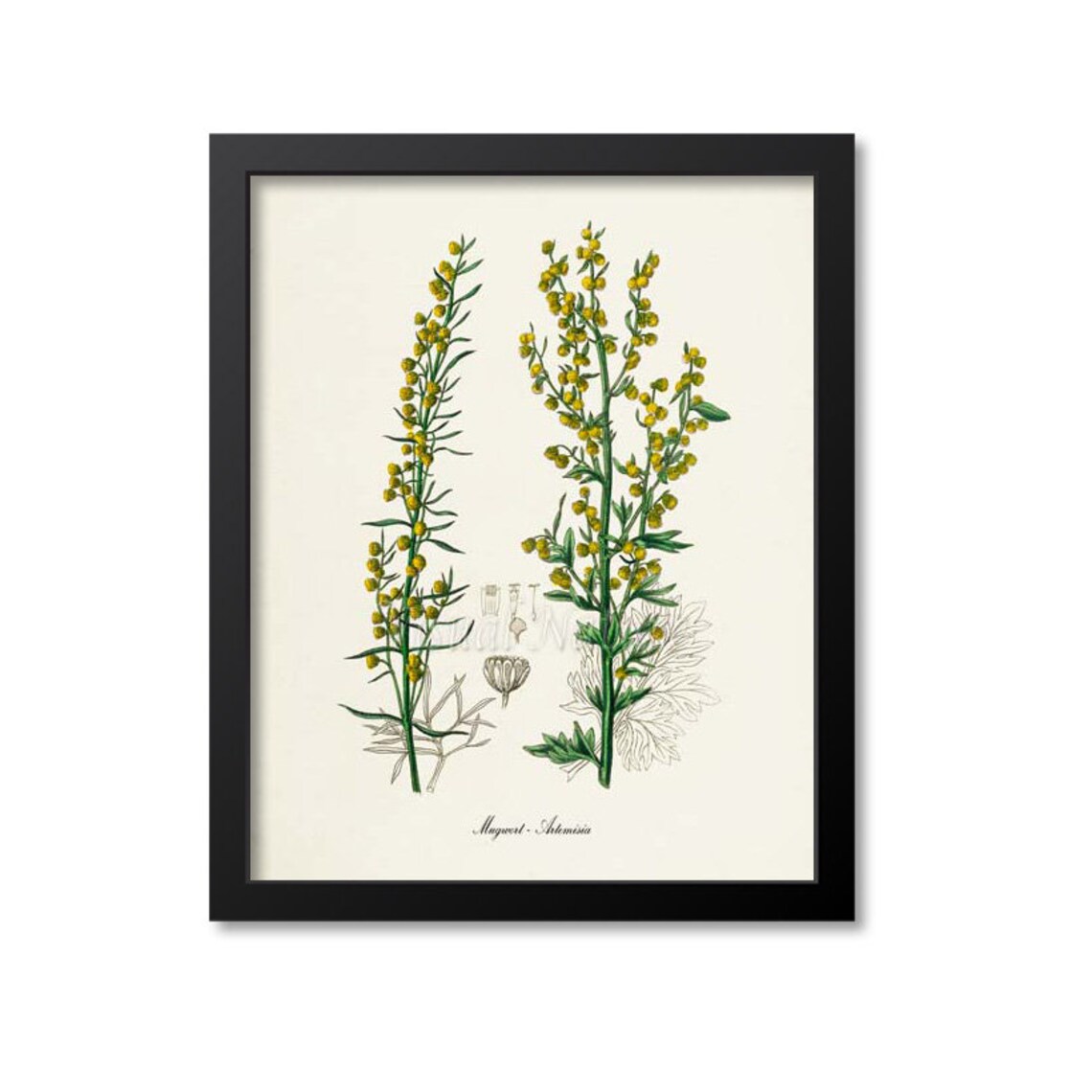 Mugwort Flower, Artemisia Botanical Art Print