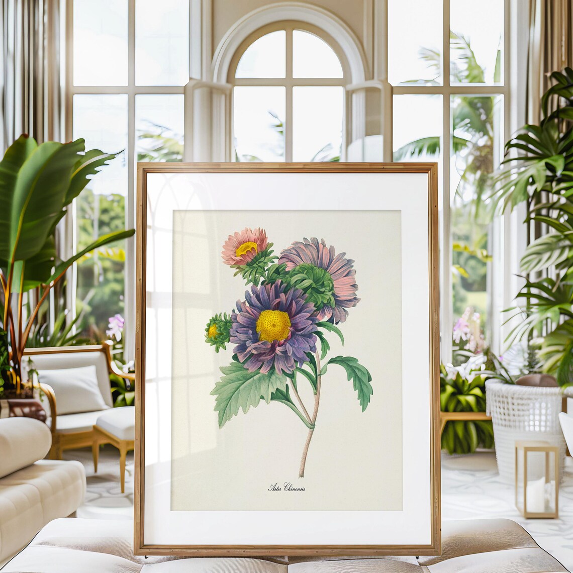 China Aster Botanical Art Print, Flower Study - Image 3