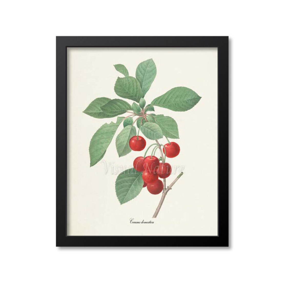 Cherry Botanical Art Print, Redoute Fruit Study