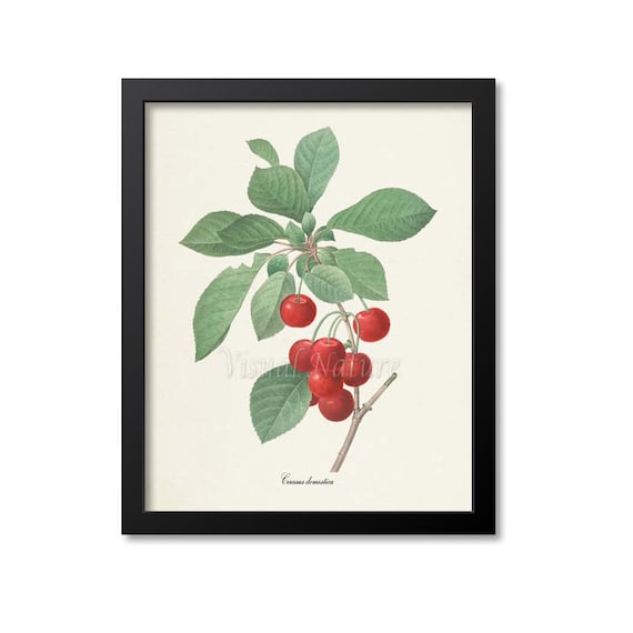 Cherry Botanical Art Print, Redoute Fruit Study