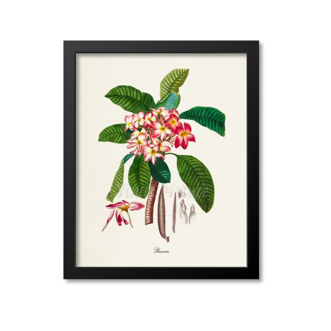 Plumeria Flower Botanical Art Print for Home Decor