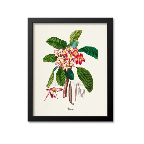 Plumeria Flower Botanical Art Print for Home Decor
