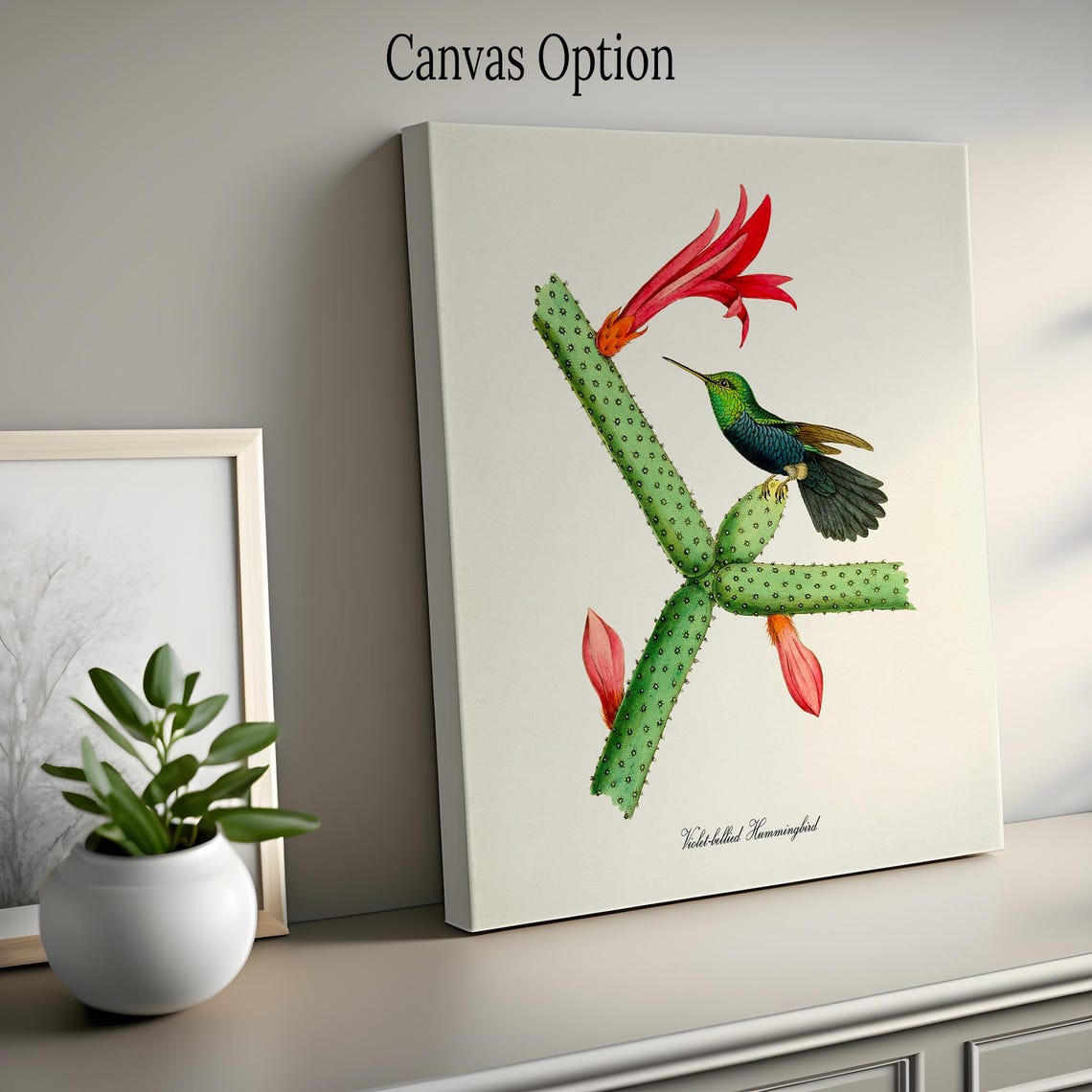 Violet-Bellied Hummingbird Vintage Ornithological Bird Poster - Image 2