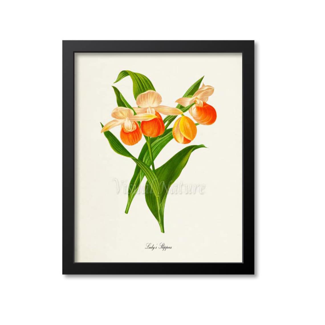 Lady's Slippers Botanical Flower Floral Art Print