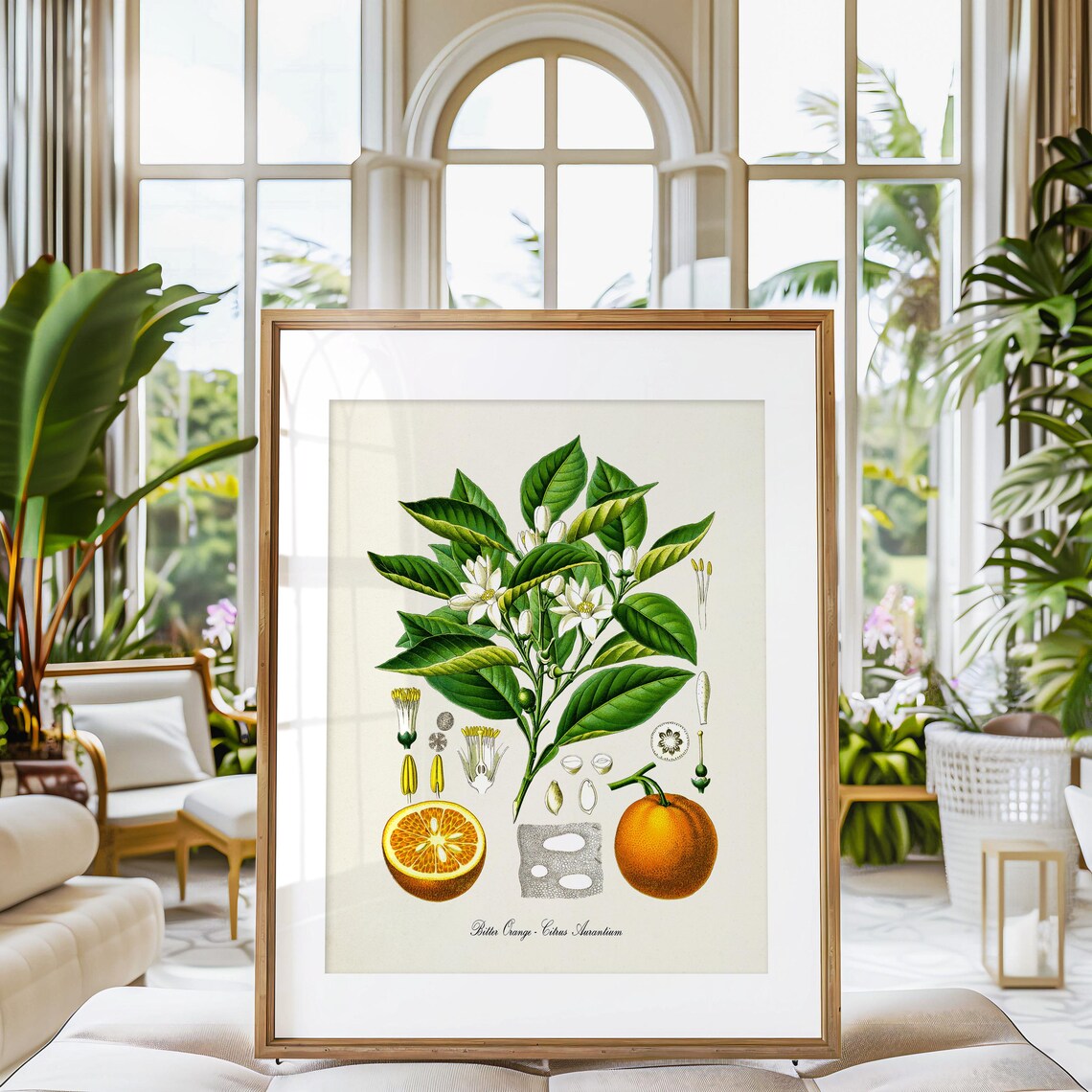 Bitter Orange Botanical Art Print, Citrus Aurantium - Image 3