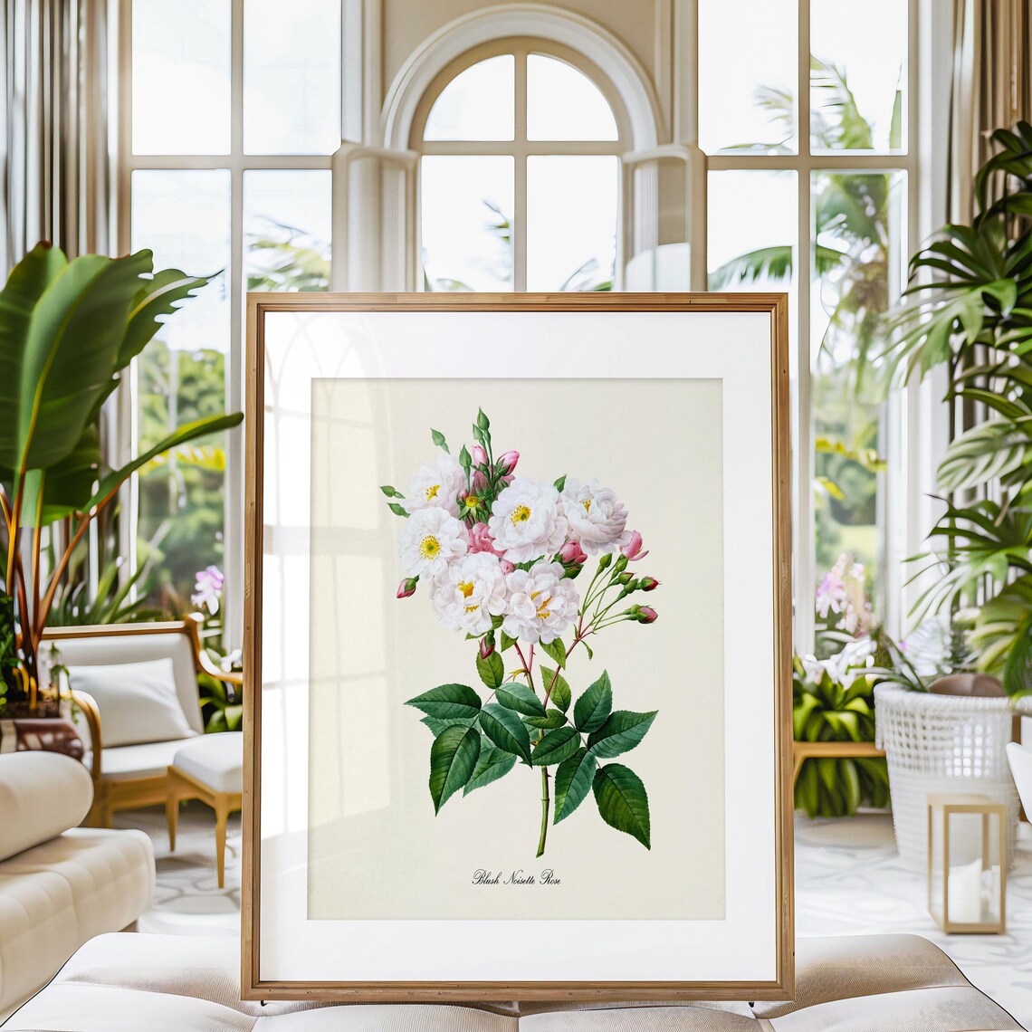 Blush Noisette Rose Botanical Art Print, White Rose - Image 3