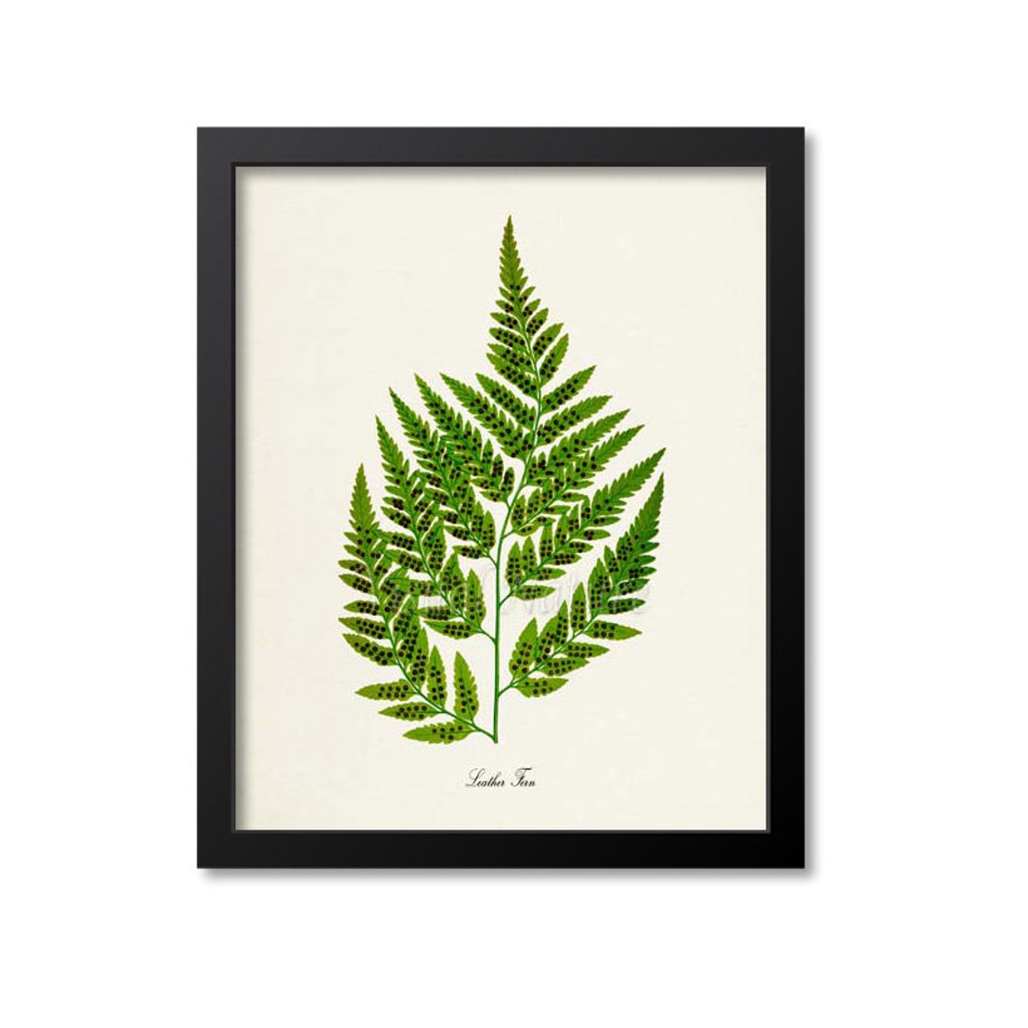 Leather Fern Spotted Green Fronds Vintage Botanical Study Poster