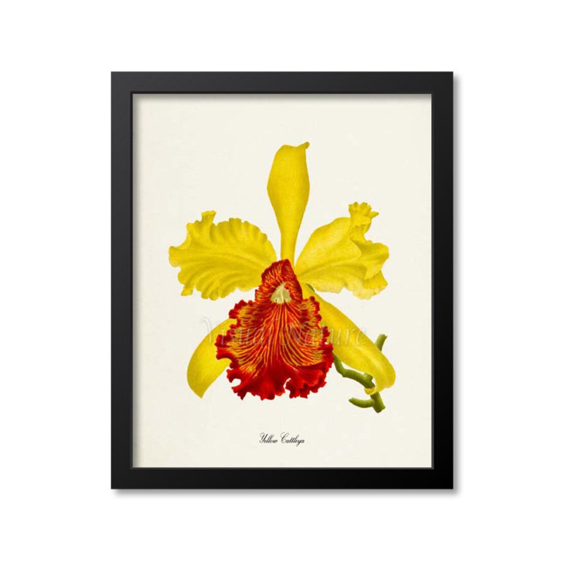 Golden Yellow Cattleya Orchid Crimson Lip Vintage Botanical Poster