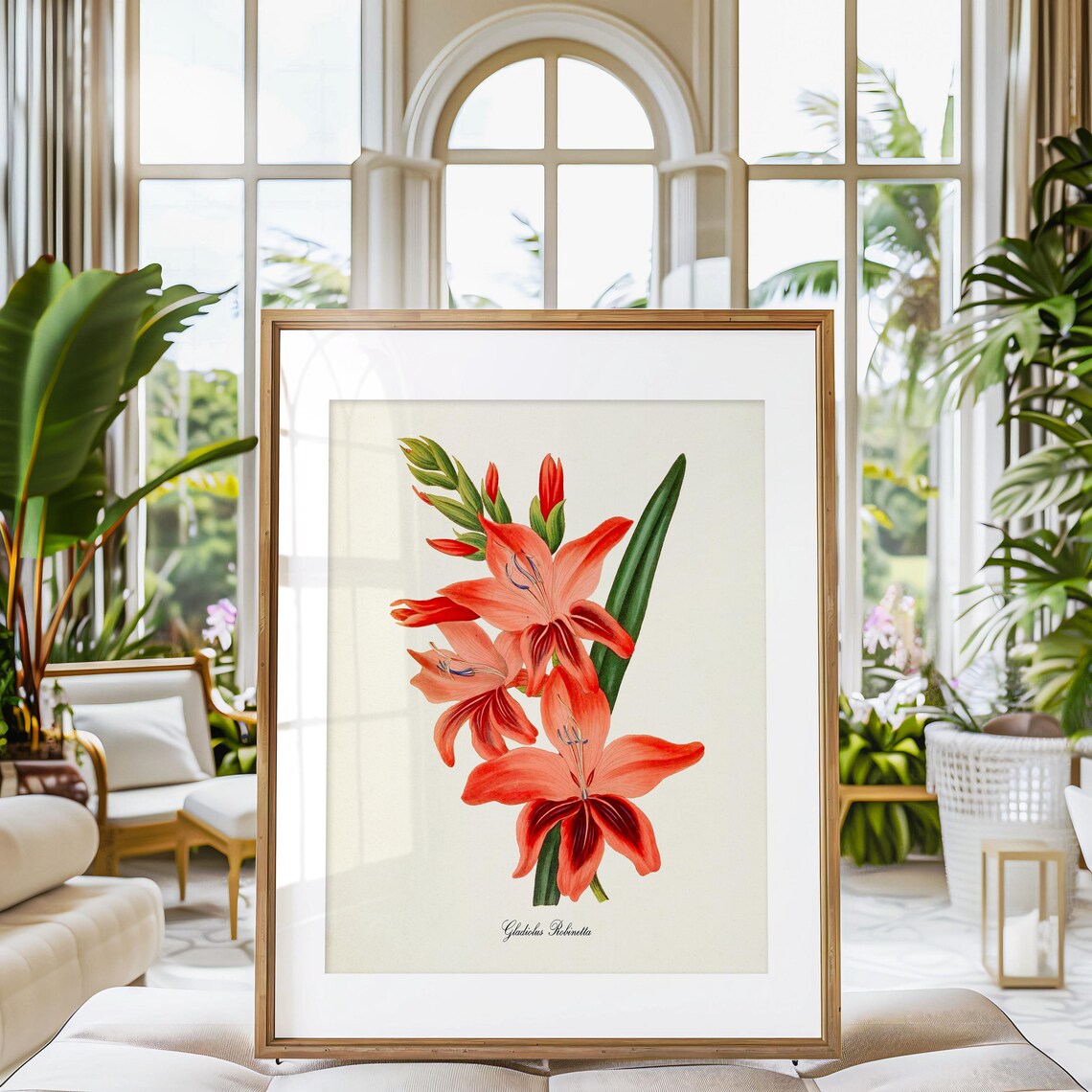 Gladiolus Robinetta Botanical Flower Art Print - Image 3