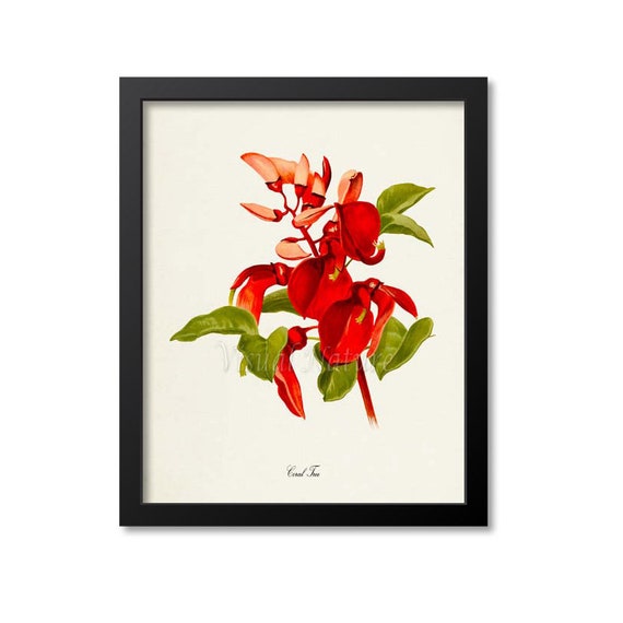Coral Tree Flower Art Print Botanical Art Print Flower Wall Art Flower Print Floral Print Red Flower Flame Tree
