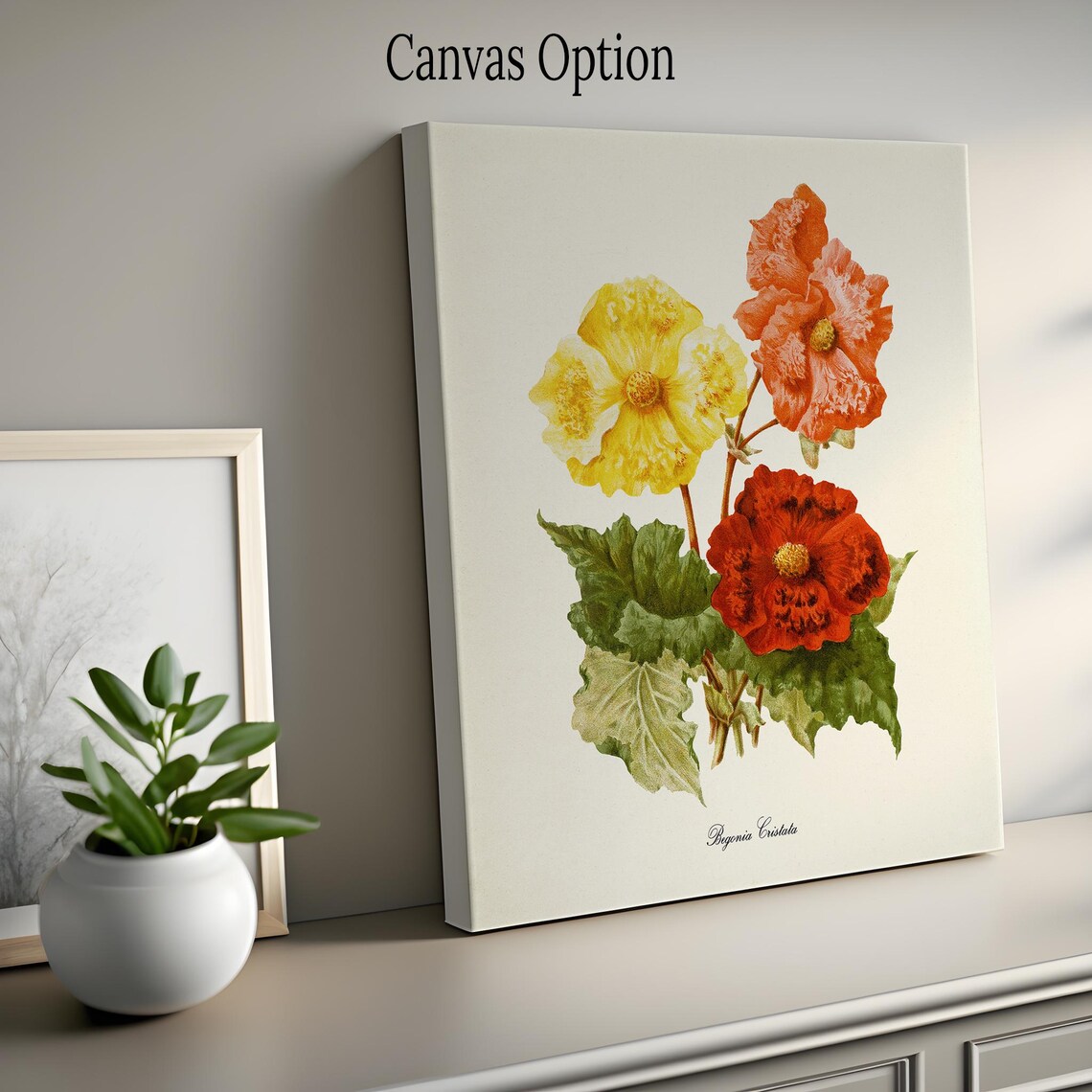 Begonia Cristata Flower Art Print, Botanical Wall Art - Image 2