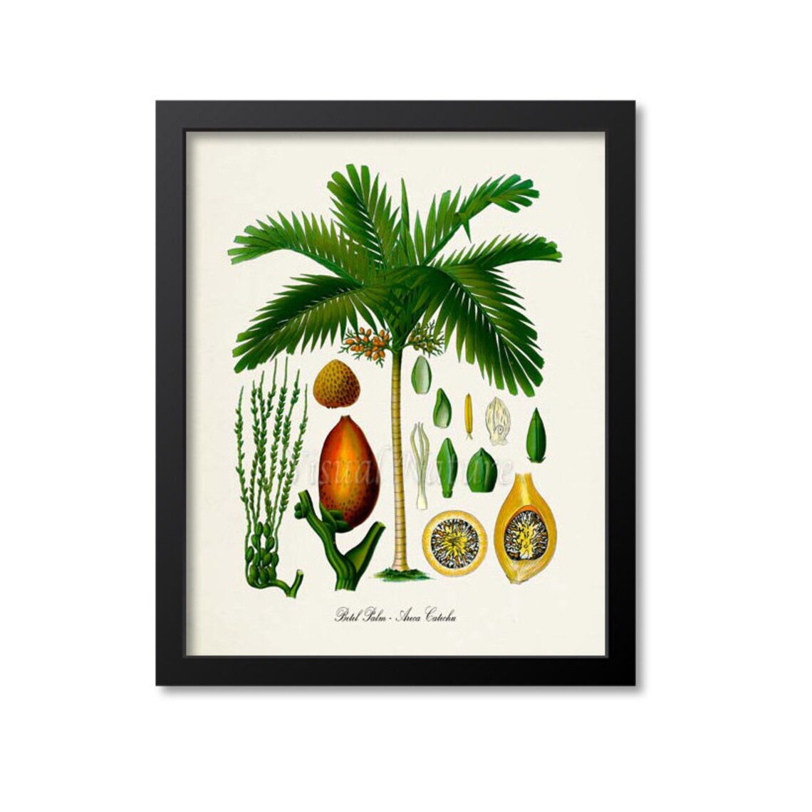 Betel Palm Tree Botanical Art Print, Areca Catechu