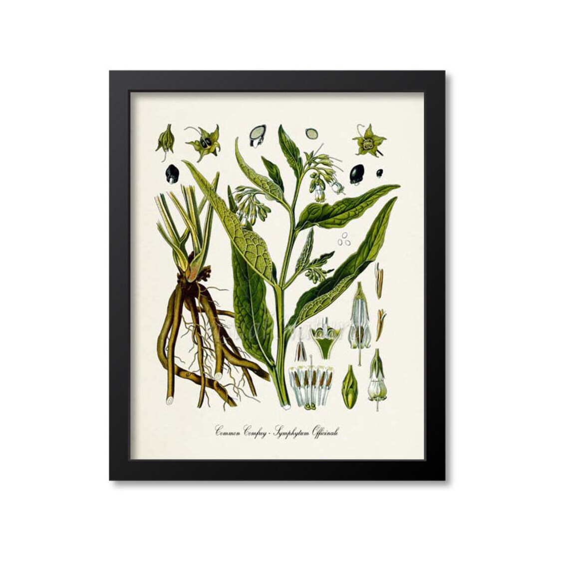 Common Comfrey, Symphytum Officinale Art Print