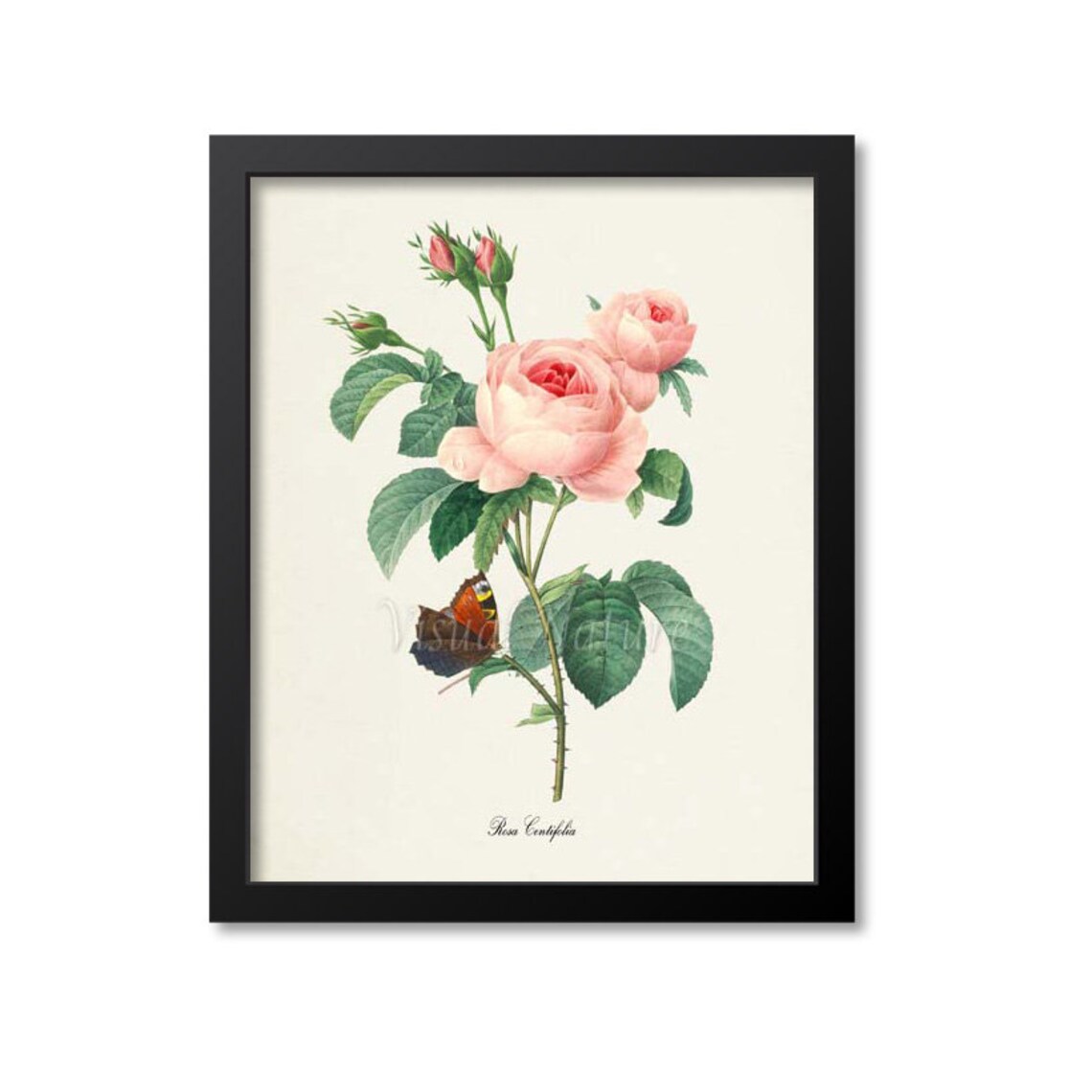 Pink Rose Botanical Art Print, Redouté Style