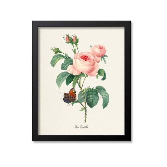 Pink Rose Botanical Art Print, Redouté Style