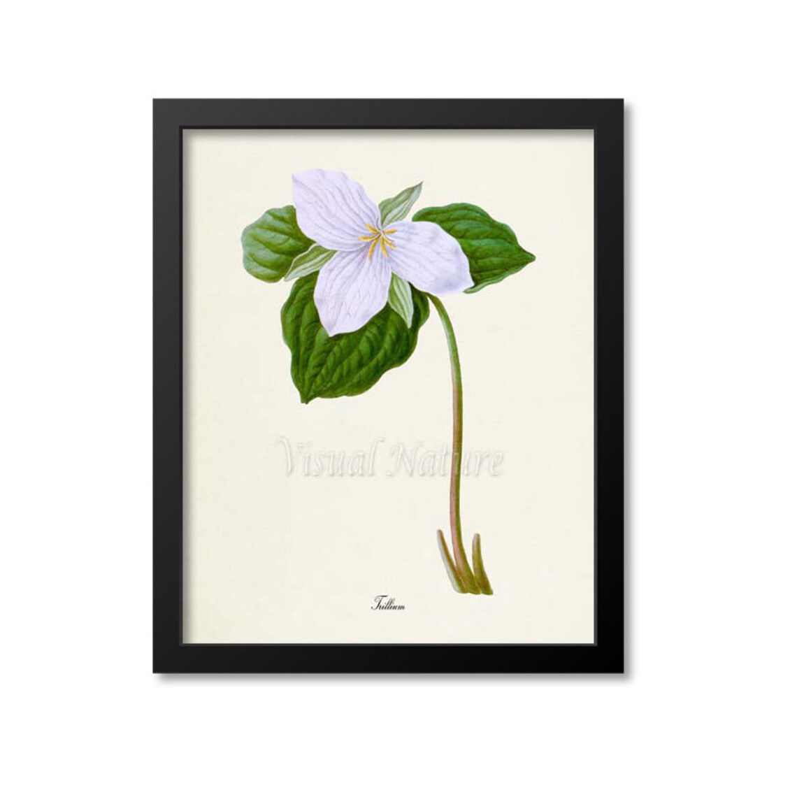 Trillium Flower Botanical Art Print, White Lily