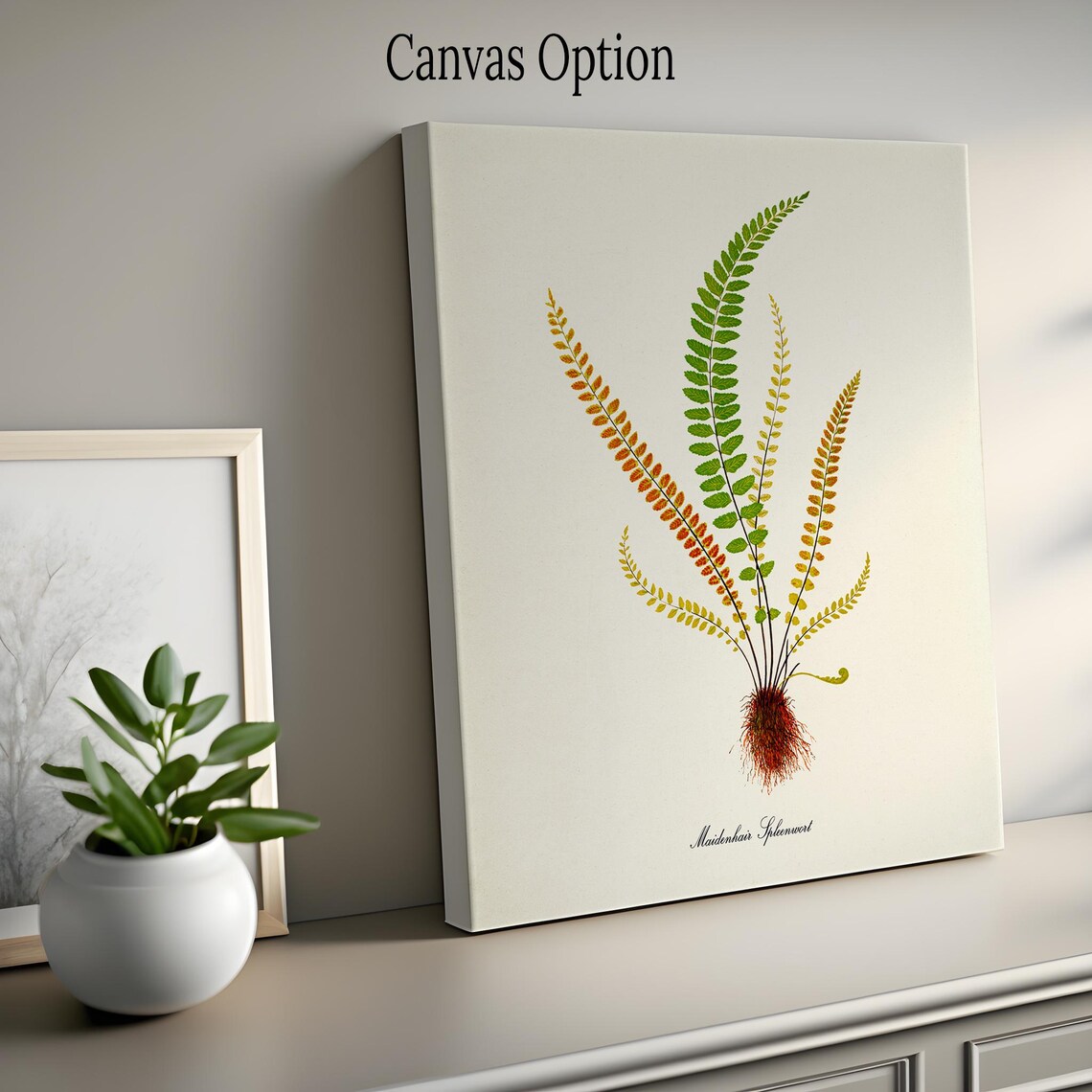 Maidenhair Spleenwort Fern Art Print, Botanical - Image 2