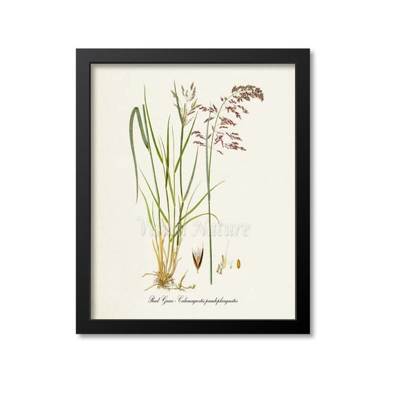 Reed Grass Botanical Print, Calamagrostis Pseudophragmites
