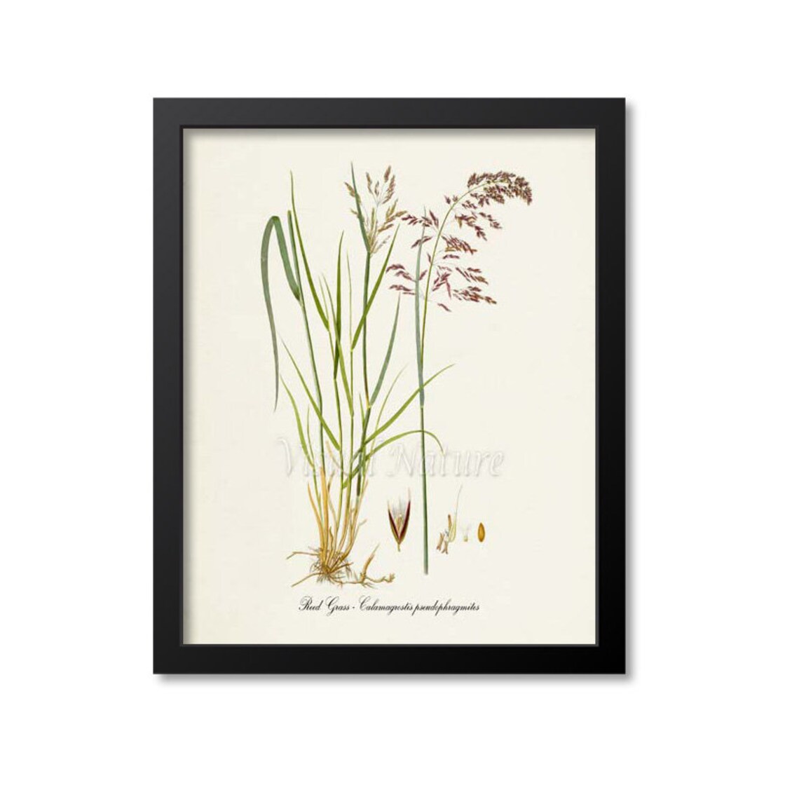 Reed Grass Botanical Print, Calamagrostis Pseudophragmites