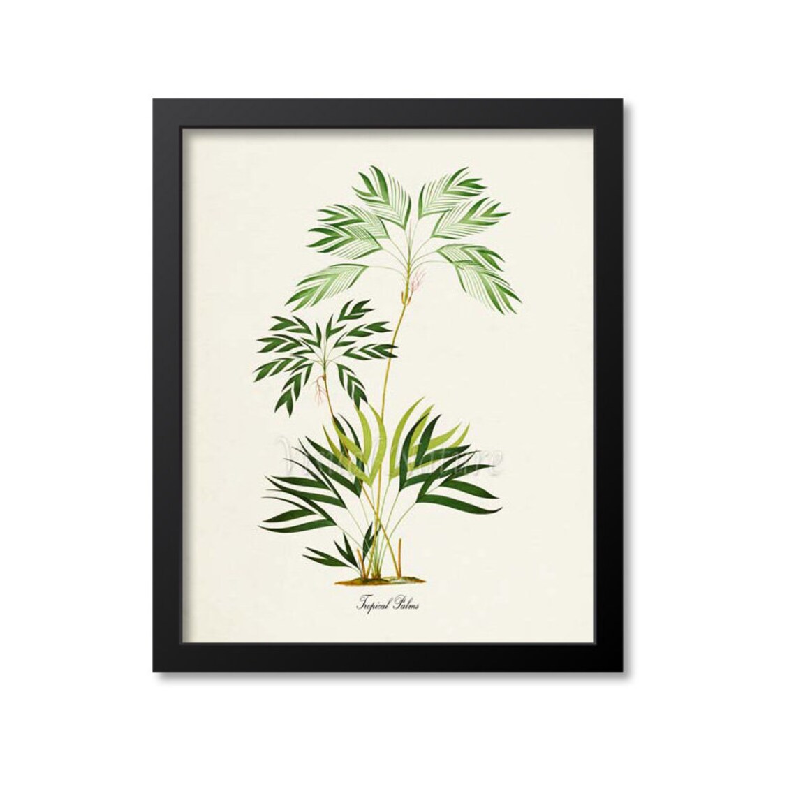 Tropical Palms Botanical Art Print, Coastal Decor