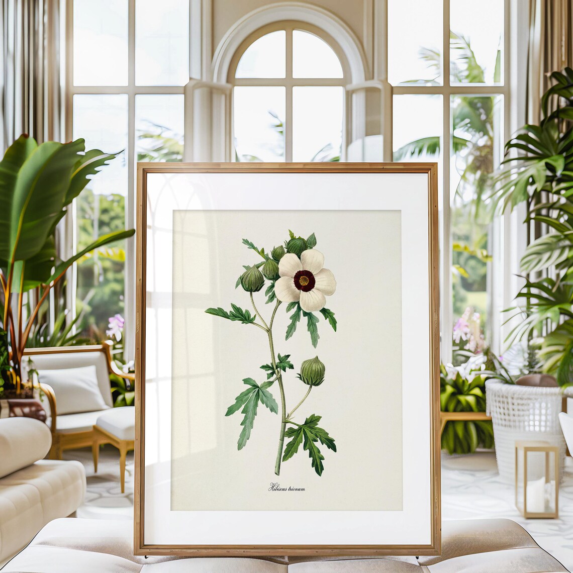 Flower Of An Hour Botanical Art Print, Redouté - Image 3