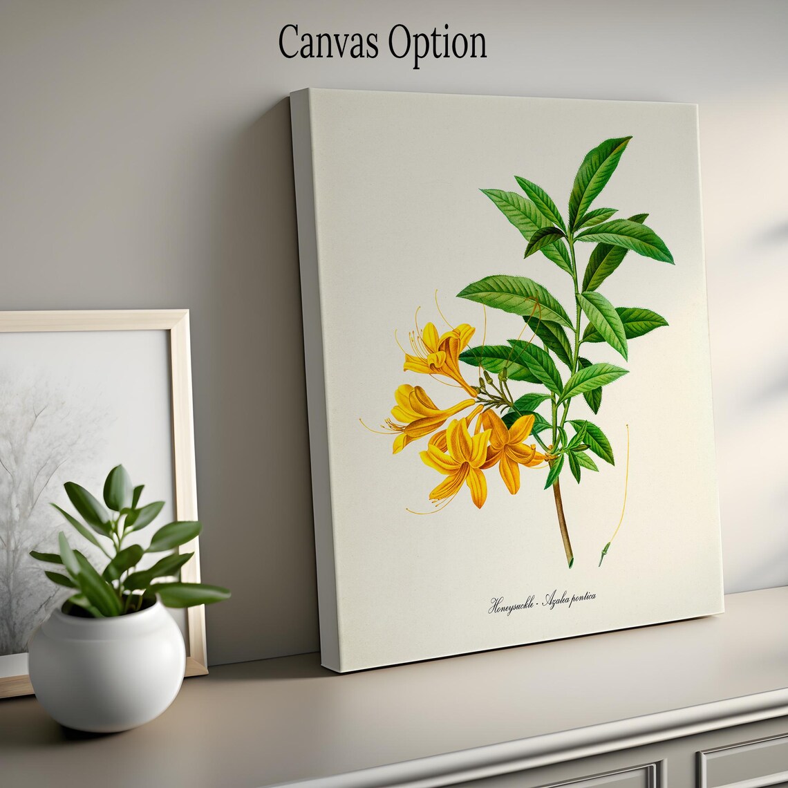 Honeysuckle Flower Botanical Art Print, Azalea Pontica - Image 2