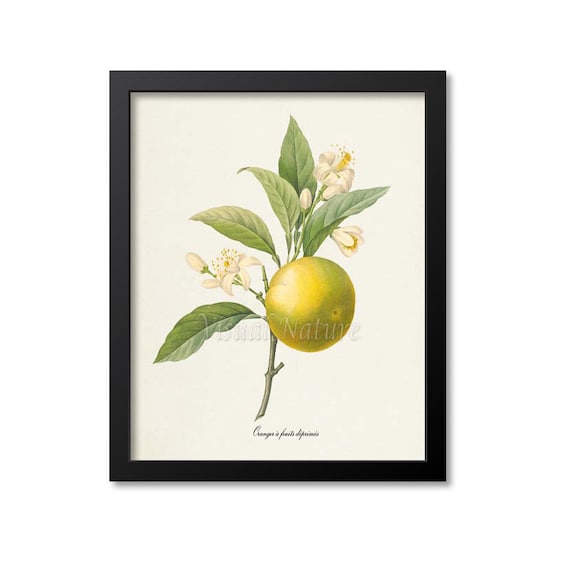 Orange Botanical Art Print, Redoute-Inspired