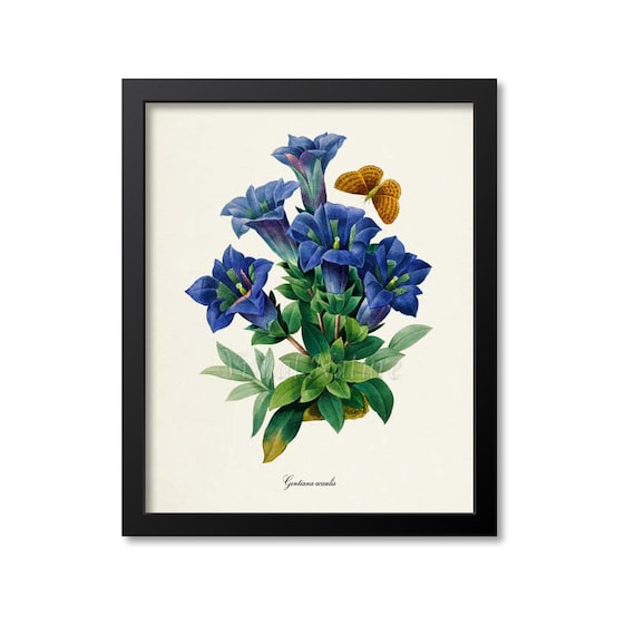 Stemless Gentian and Butterfly Botanical Art Print, Redoute