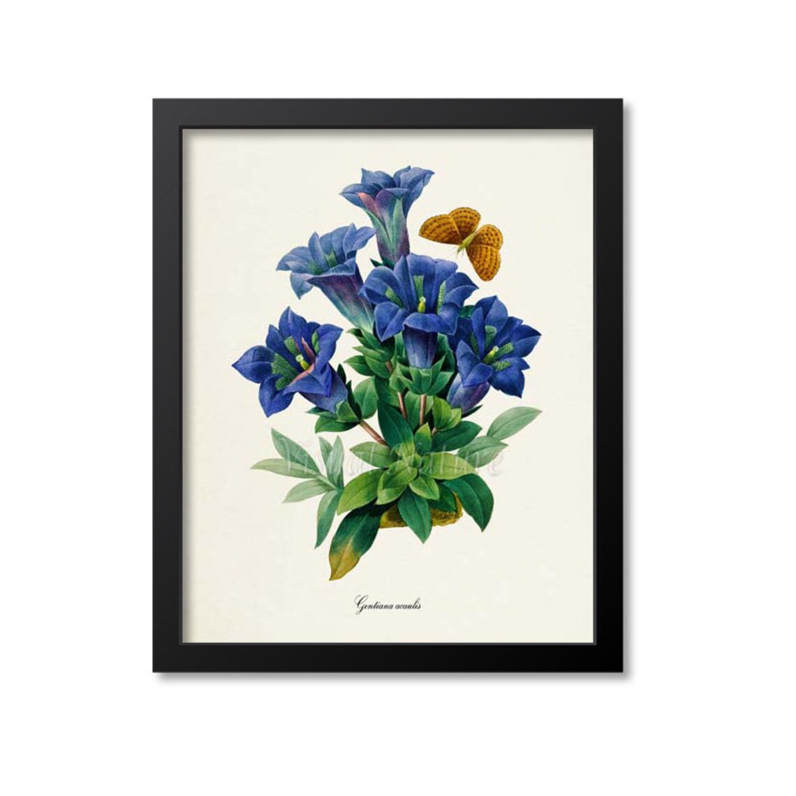Stemless Gentian and Butterfly Botanical Art Print, Redoute
