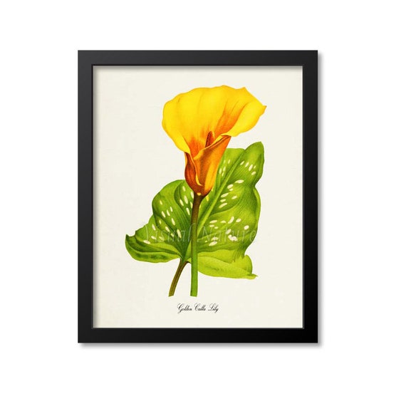 Golden Calla Lily Botanical Art Print
