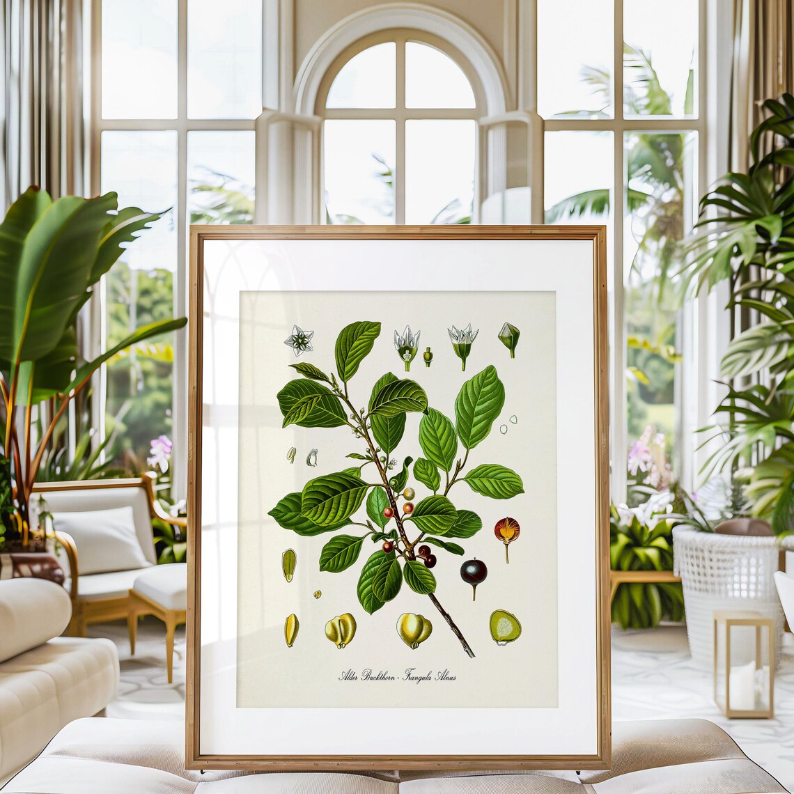 Alder Buckthorn Botanical Art Print, Frangula Alnus - Image 3