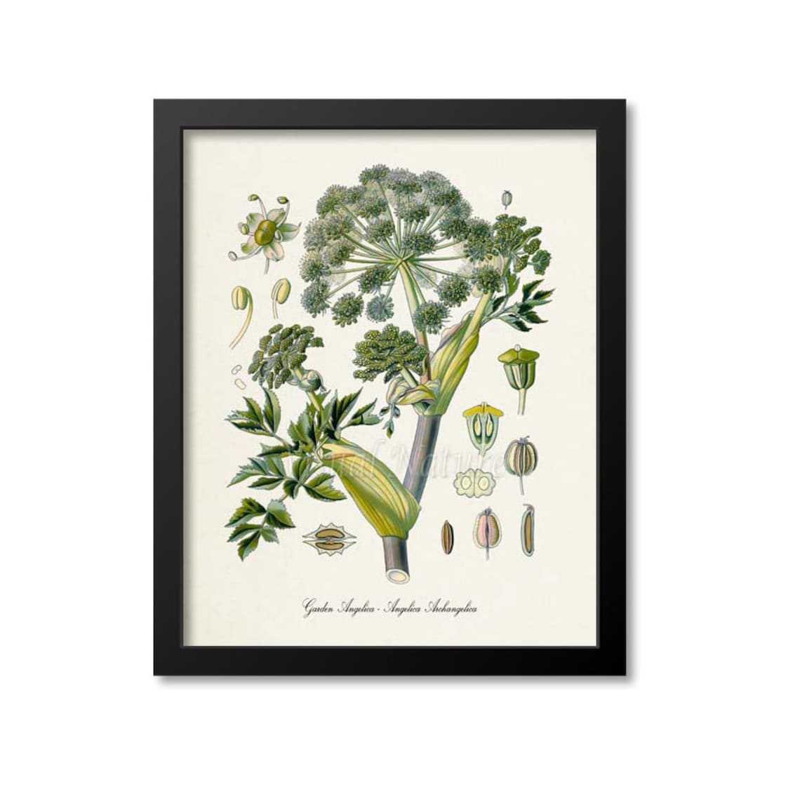 Garden Angelica Botanical Art Print, Wild Celery