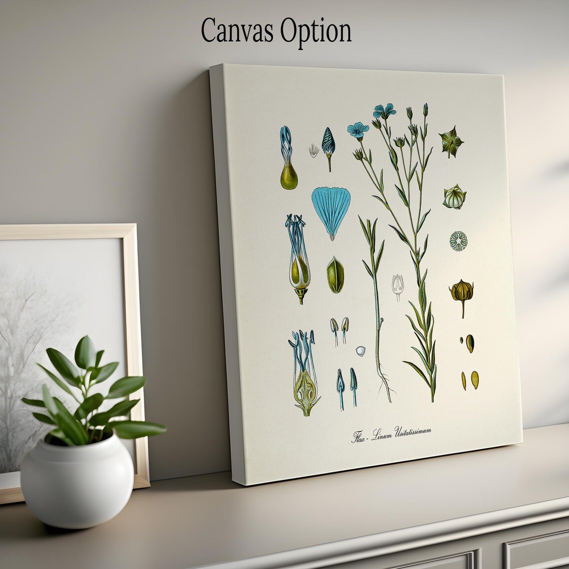 Flax Botanical Art Print, Linum Usitatissimum - Image 2